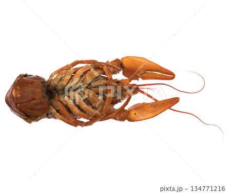 Crayfish, red, on a white background in isolation 134771216