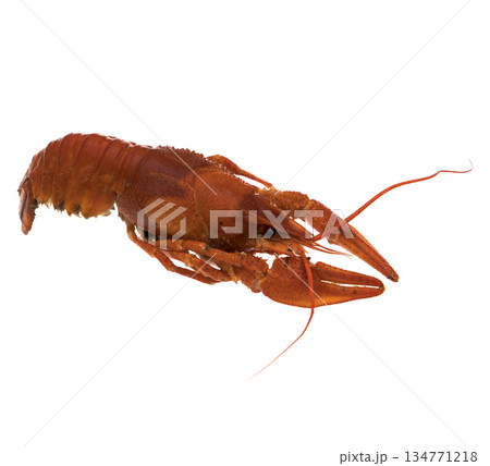 Crayfish, red, on a white background in isolation 134771218