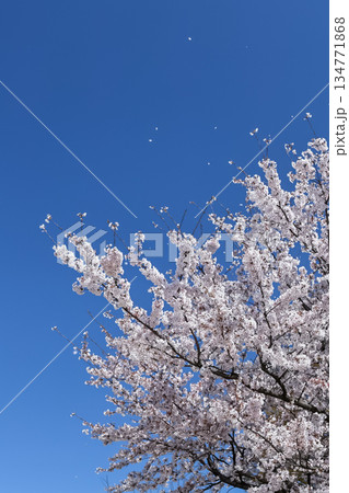 晴れ渡る空に散る桜の花びら_縦 134771868