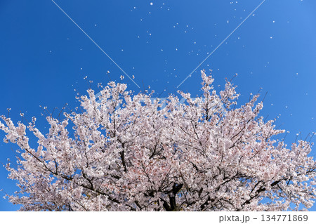 満開の桜と青空に舞い散る花びら 134771869
