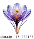 X-Ray Style Image of a Saffron Crocus Flower in Bloom. Generative AI 134772178