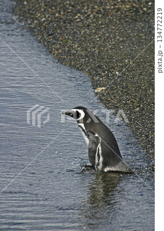 Vertical of Magellanic Penguin, Spheniscus magellanicus, from Patagonia, Argentina 134772219