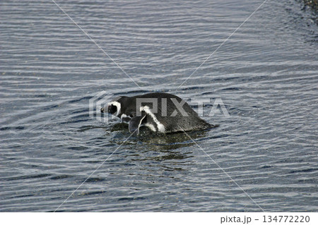 Magellanic Penguin, Spheniscus magellanicus, in water from Patagonia, Argentina Magellanic Penguin, Spheniscus magellanicus, in water from Patagonia, Argentina 134772220