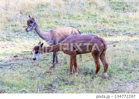 Two brown Alpacas grazing on grass in an agricultural paddock Two brown Alpacas grazing on grass in an agricultural paddock 134772297