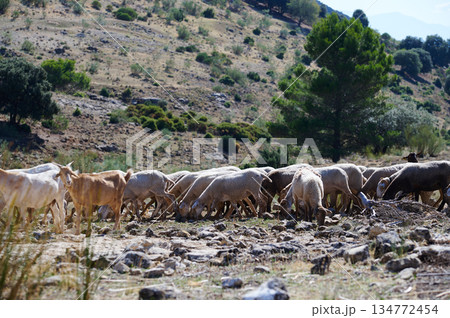 Herd Of Goats Grazing In Dry Mountainous Countryside Landscape With Trees 134772454