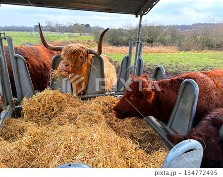 Rural farming scene with highland cattle feeding Rural farming scene with highland cattle feeding 134772495