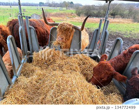 Livestock feeding highland cattle at open farm 134772499