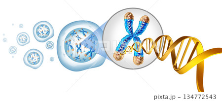 Telomeres 134772543
