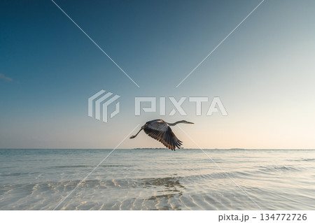 Grey heron flying low over turquoise ocean water at sunrise, tropical beach background Grey heron flying low over turquoise ocean water at sunrise, tropical beach background 134772726
