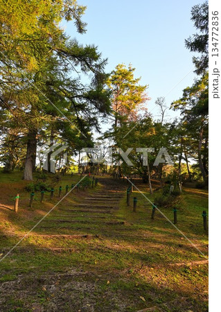 木々に囲まれた悠久山公園の散策路（新潟県長岡市） 134772836