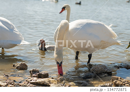 white beautiful mute swans swimming in lake at sunny day. close up 134772871