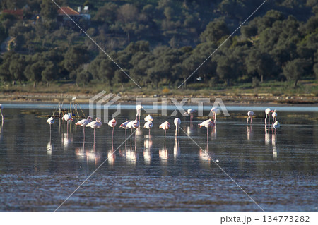 Flamingos Fed In The Wetland in bodrum turkey 134773282