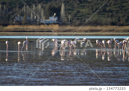 Flamingos Fed In The Wetland in bodrum turkey Flamingos Fed In The Wetland in bodrum turkey 134773283