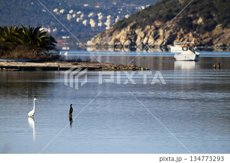 Flamingos Fed In The Wetland in bodrum turkey Flamingos Fed In The Wetland in bodrum turkey 134773293