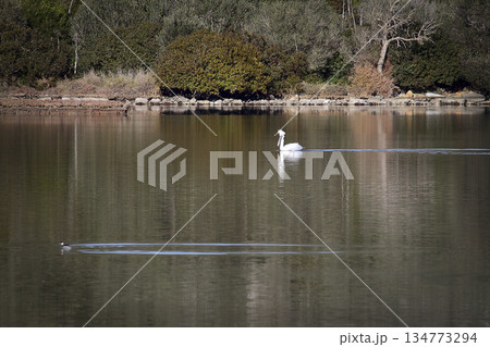 Flamingos Fed In The Wetland in bodrum turkey Flamingos Fed In The Wetland in bodrum turkey 134773294