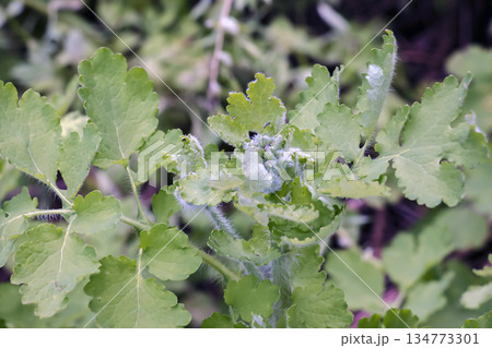 Swallowwort Celandine or Chelidonium majus plant in the active vegetation. North-east of Europe, Ancient medicinal plant Herba Chelidonii for treatment of intestinal bladder, removal of warts, etc. Swallowwort Celandine or Chelidonium majus plant in the active vegetation. North-east of Europe, Ancient medicinal plant Herba Chelidonii for treatment of intestinal bladder, removal of warts, etc. 134773301