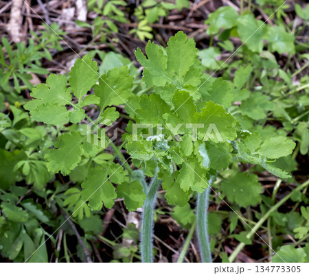 Swallowwort Celandine or Chelidonium majus plant in active vegetation. North-east of Europe, Ancient medicinal plant Herba Chelidonii for a treatment of intestinal bladder, removal of warts, etc. 134773305