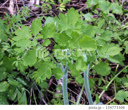 Swallowwort Celandine or Chelidonium majus plant in active vegetation. North-east of Europe, Ancient medicinal plant Herba Chelidonii for treatment of the intestinal bladder, removal of warts, etc. 134773306
