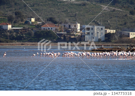 Flamingos Fed In The Wetland in bodrum turkey Flamingos Fed In The Wetland in bodrum turkey 134773318