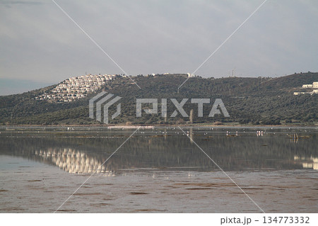 Flamingos Fed In The Wetland in bodrum turkey 134773332