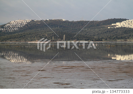 Flamingos Fed In The Wetland in bodrum turkey Flamingos Fed In The Wetland in bodrum turkey 134773333
