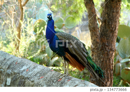 portrait of a cute peacock 134773666