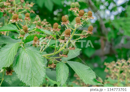A bunch of blackberries are growing on a bush. The berries are green and ripe. 134773701
