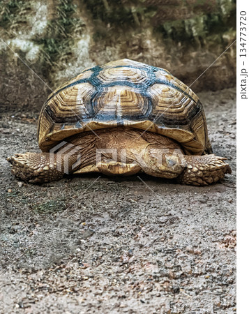 A turtle is laying on the ground. The turtle is brown and white A turtle is laying on the ground. The turtle is brown and white 134773720