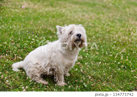 portrait of a white dog west highland white terrier on a blurred field background 134773742