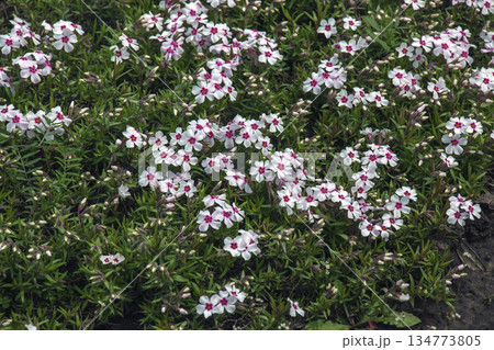 Perennial ground cover blooming plant. Creeping phlox or Phlox subulata or moss phlox on the alpine flowerbed. Selective focus Perennial ground cover blooming plant. Creeping phlox or Phlox subulata or moss phlox on the alpine flowerbed. Selective focus 134773805