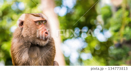 A monkey is sitting on a tree branch. The monkey has a brown and white coat. 134773813