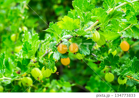 A tree with green leaves and yellow berries A tree with green leaves and yellow berries 134773833
