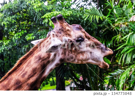 A giraffe is eating a leaf from a tree 134773848