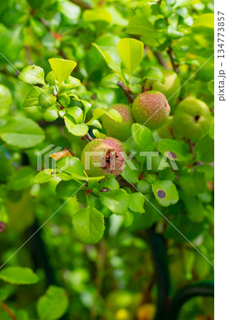 A tree with green leaves and a few apples on it A tree with green leaves and a few apples on it 134773857