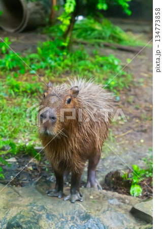 capybara close-up against dense green bushes in nature capybara close-up against dense green bushes in nature 134773858