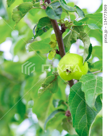green ripe apples hanging on a branch. natural food in nature 134773909