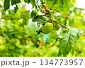 green apple grows on a branch among the foliage on a blurred background of the garden 134773957