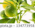 citrus bush with green unripe lemons close up 134773958