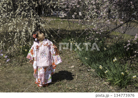 梅の花と和装の女の子 134773976