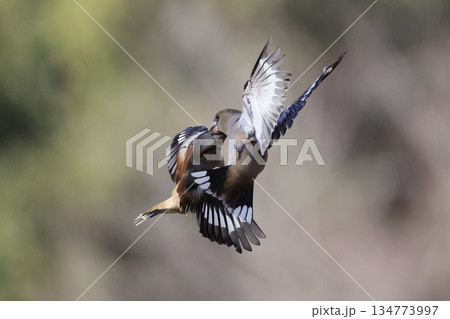 小鳥の縄張り争い　シメ 134773997