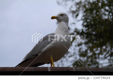 Seagulls are flying in sky as a background Seagulls are flying in sky as a background 134774024