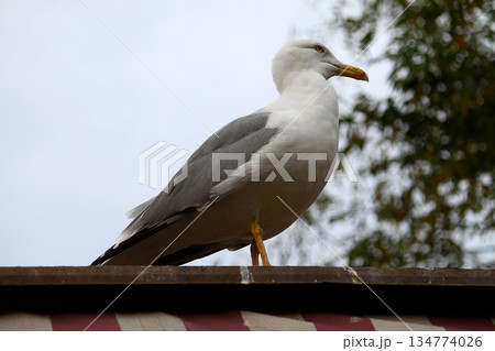 Seagulls are flying in sky as a background Seagulls are flying in sky as a background 134774026