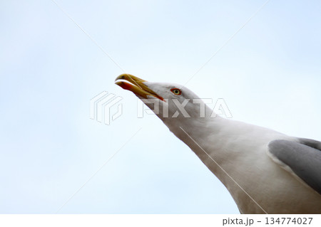 Seagulls are flying in sky as a background Seagulls are flying in sky as a background 134774027