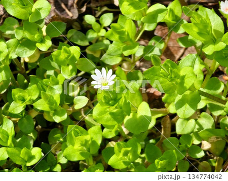 Chickweed ,Stellaria media. Young taste very gently with a flavor of nuts. You can use them in fresh vegetable salads. The chickweed advantage is that we have it fresh almost all year round. Chickweed ,Stellaria media. Young taste very gently with a flavor of nuts. You can use them in fresh vegetable salads. The chickweed advantage is that we have it fresh almost all year round. 134774042