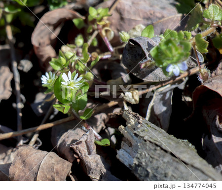 Chickweed or Stellaria media. Young taste very gently with flavor of nuts. You can use them in fresh vegetable salads. The chickweed advantage is that we have it fresh almost all year round. Chickweed or Stellaria media. Young taste very gently with flavor of nuts. You can use them in fresh vegetable salads. The chickweed advantage is that we have it fresh almost all year round. 134774045