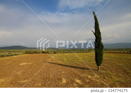 a tree in the field a tree in the field 134774275