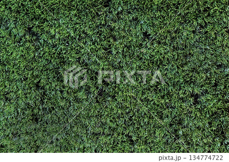 Grass texture 134774722