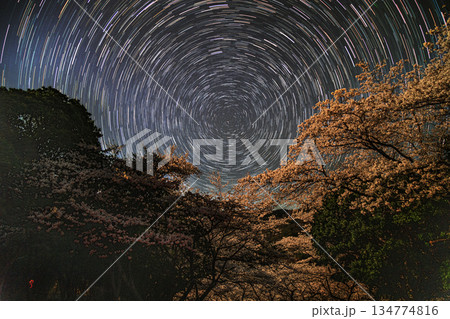 満開の桜と星の軌跡 満開の桜と星の軌跡 134774816