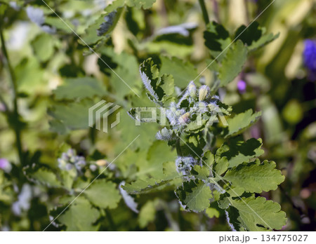 Greater celandine, or Chelidonia majus, in bloom. Ancient medicinal plant, Herba Chelidonii, was used to treat bladder ailments, remove warts, and more. 134775027