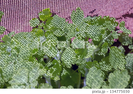 Greater celandine, or Chelidonia majus, in bloom. An ancient medicinal plant Herba Chelidonii, was used to treat bladder ailments, remove warts, and more. 134775030